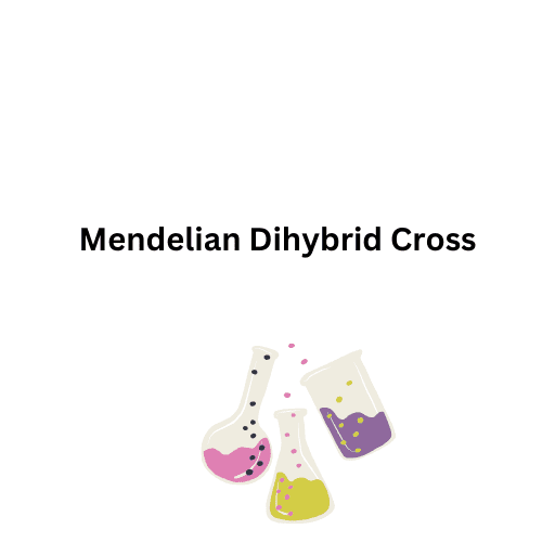 Mendelian Dihybrid Cross